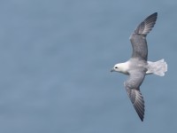 Fulmar_J4X4446