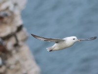 Fulmar_S1Q6179