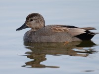 Gadwall _J4X8497