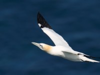 Gannet_J4X4241