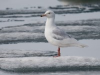Glaucous Gull 2_J4X1490