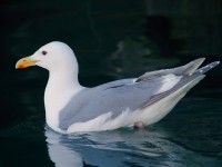 Glaucous-winged Gull_J4X9283