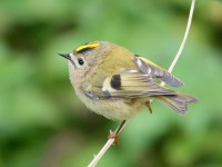 Goldcrest_S1Q7003