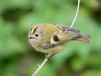 Goldcrest_S1Q7008