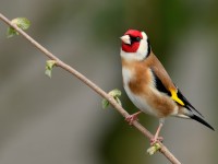 Goldfinch_J4X9668