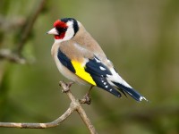 Goldfinch_J4X9687