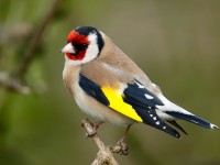 Goldfinch_J4X9696