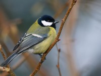 Great Tit _J4X1051