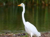Great White Egret_J4X3121
