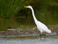 Great White Egret_J4X3123