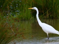 Great White Egret_J4X3132