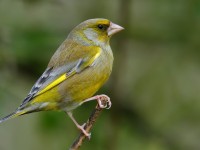 Greenfinch_J4X9508