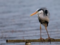 Grey Heron_J4X0504