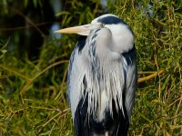 Grey Heron_J4X0696