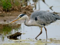 Grey Heron_J4X4976