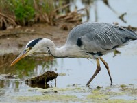 Grey Heron_J4X4979