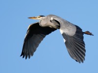 Grey Heron_J4X9131