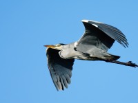 Grey Heron_J4X9133
