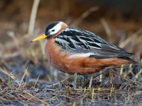 Grey Phalarope_J4X0258