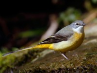 Grey Wagtail_J4X0269