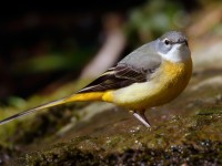 Grey Wagtail_J4X0271