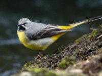 Grey Wagtail_J4X0358