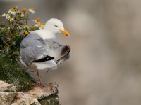 Herring Gull_J4X4141