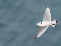 Kittiwake_J4X4440