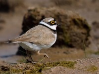 LRP_J4X1095