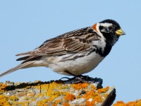 Lapland Bunting_J4X6475