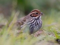 Little Bunting_J4X6928