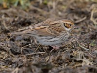 Little Bunting_J4X6989