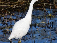 Little Egret_J4X9180