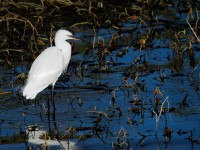 Little Egret_J4X9240