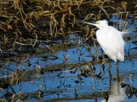 Little Egret_J4X9254