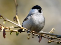 Marsh Tit_J4X0152