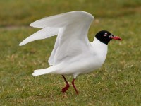 Med Gull_S1Q2217