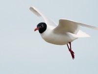 Med Gull_S1Q2680