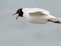 Med Gull_S1Q2708