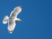 Mew Gull_J4X6252