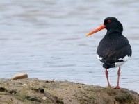 Oystercatcher_J4X1494