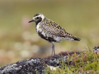 Pacific Golden Plover_J4X8342