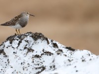 Pectoral Sandpiper_J4X1413