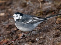 Pied Wagtail _J4X0873