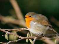 Robin_J4X1252