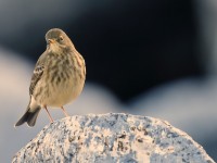 Rock Pipit_J4X8545