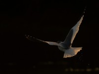 SABINE'SGULL_J4X3657