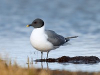 Sabine's Gull_J4X1520