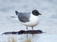 Sabine's Gull_J4X1551