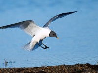 Sabine's Gull_J4X1787